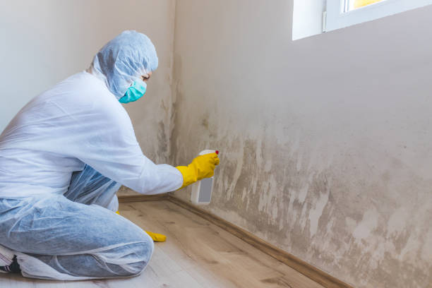 Black mold inspection in Hollywood
