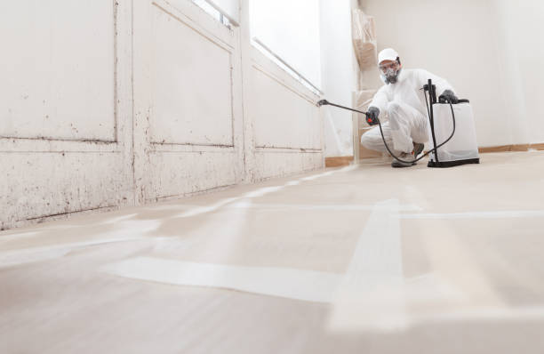 Black mold remediation team in Hollywood